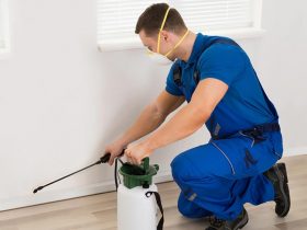 Best Pest Control Services For Healthy Homes