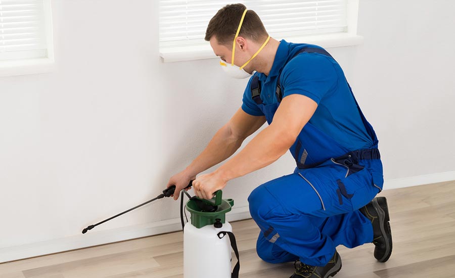 Best Pest Control Services For Healthy Homes