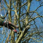 Tree Arborists in Melbourne