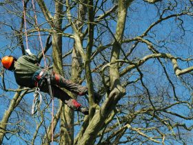 Tree Arborists in Melbourne