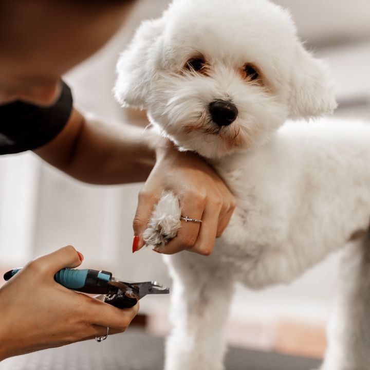 Your Mobile Pet Grooming Coral Springs