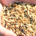 heirloom vegetable seeds