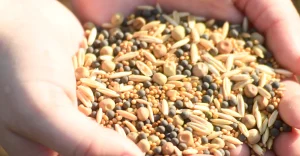 heirloom vegetable seeds